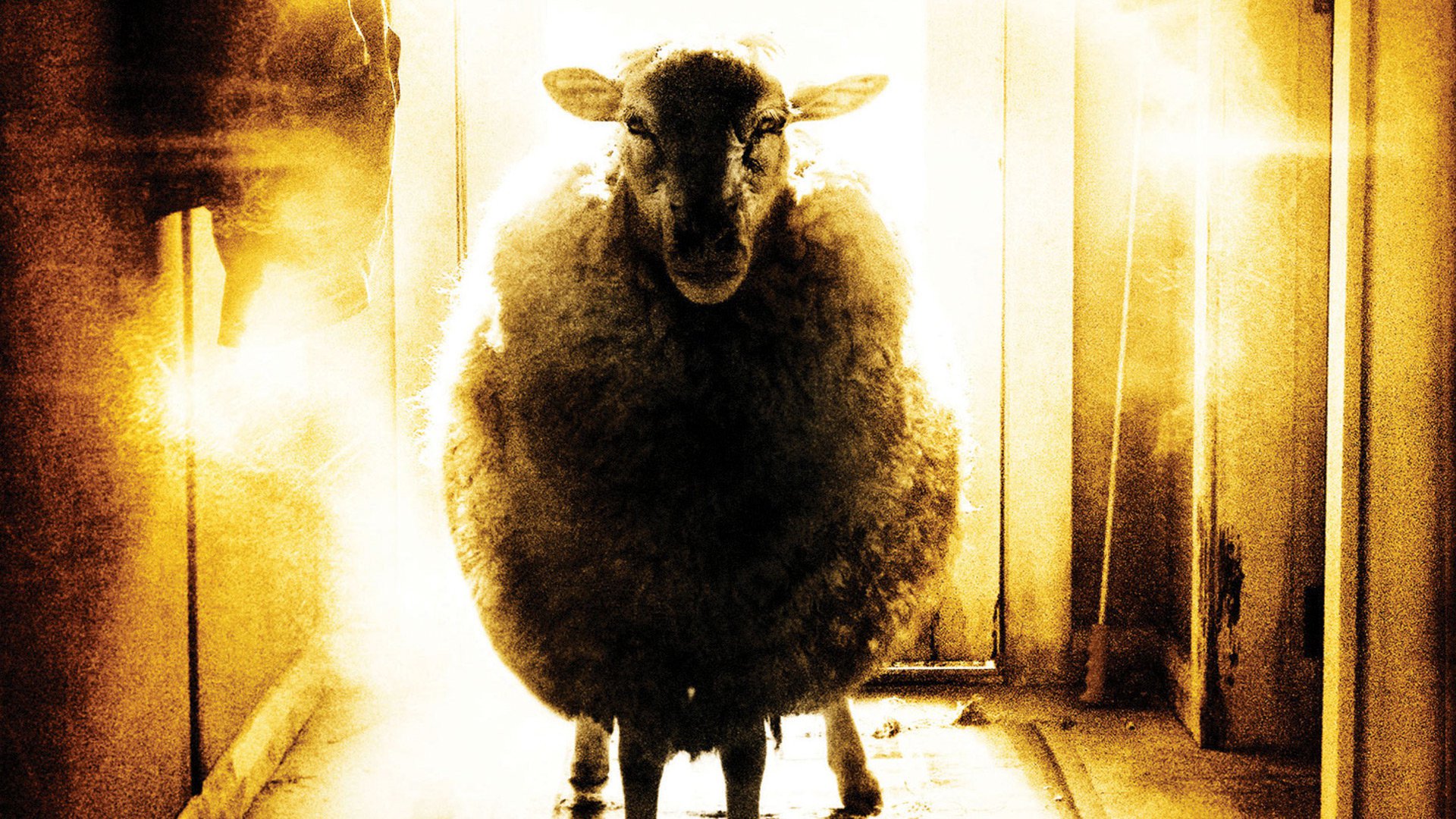 Black Sheep Wallpapers