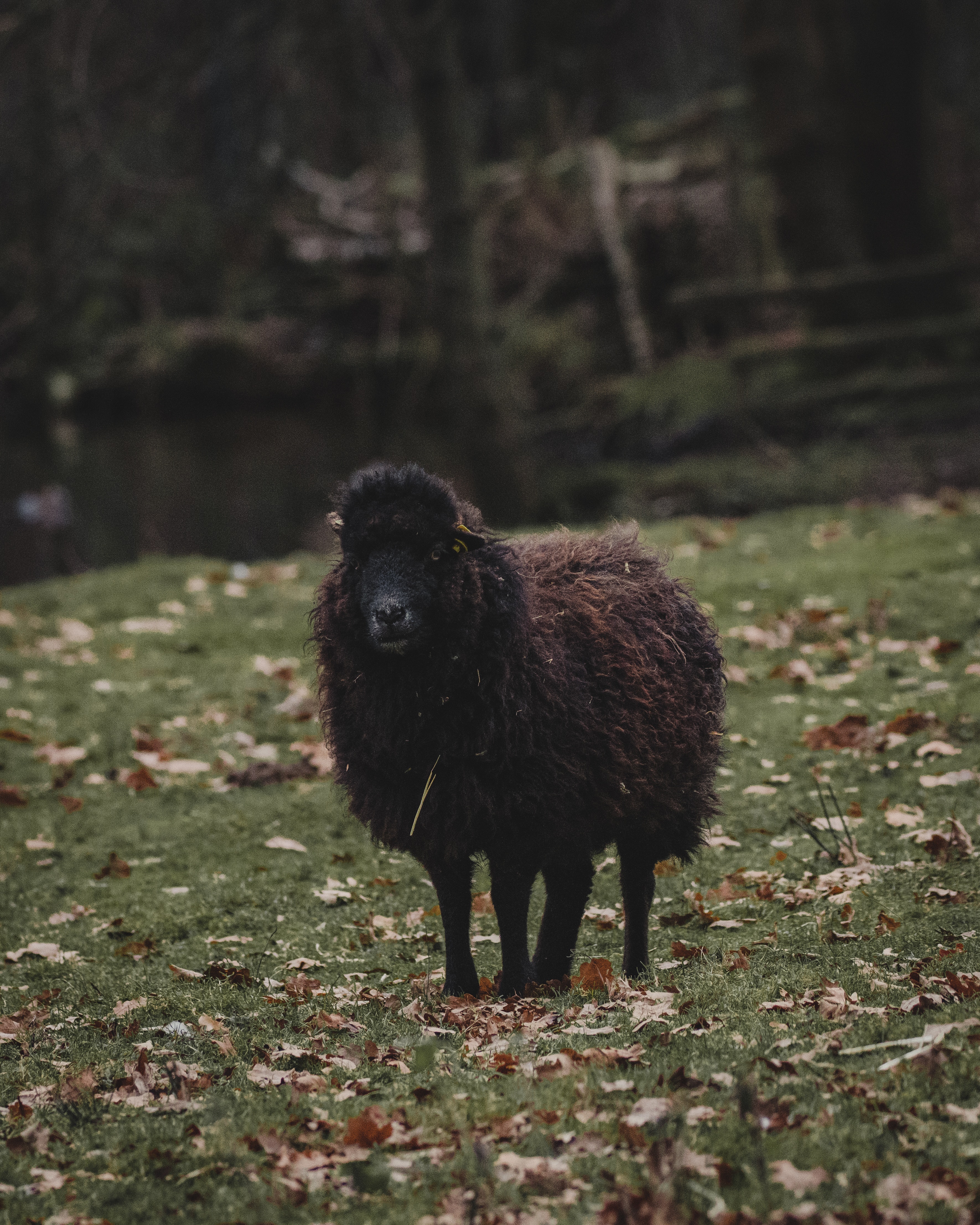 Black Sheep Wallpapers