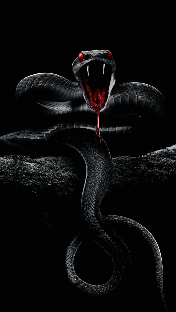 Black Snake Wallpapers