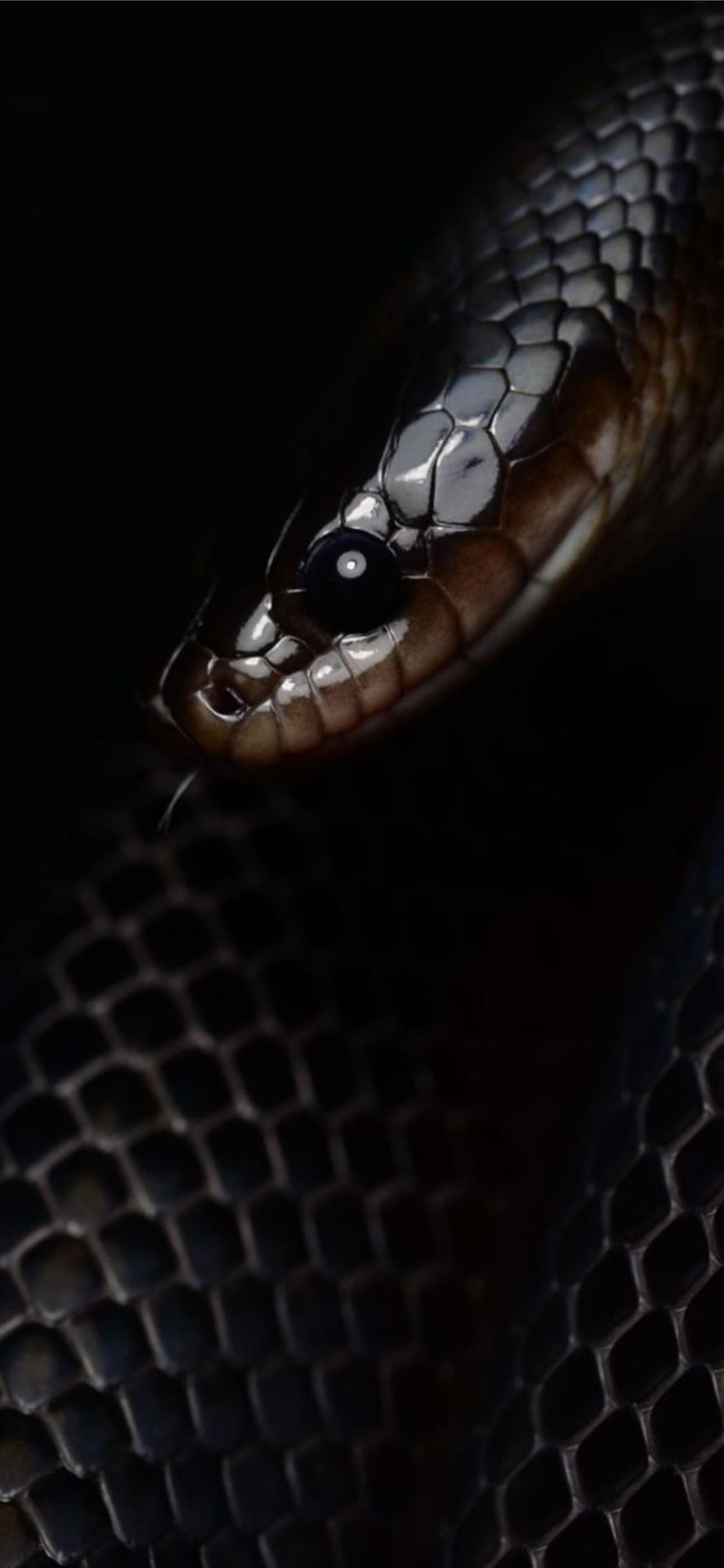 Black Snake Wallpapers