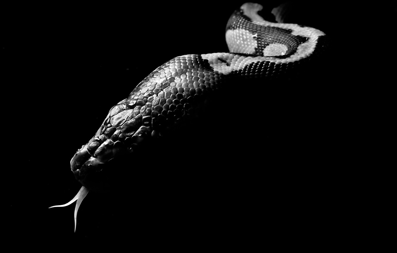 Black Snake Wallpapers