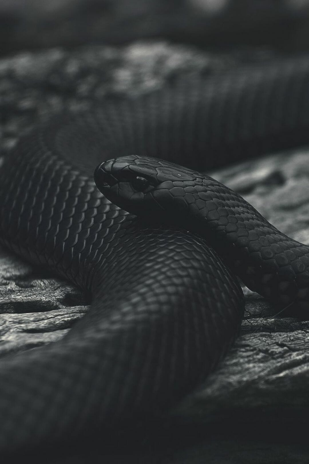 Black Snake Wallpapers