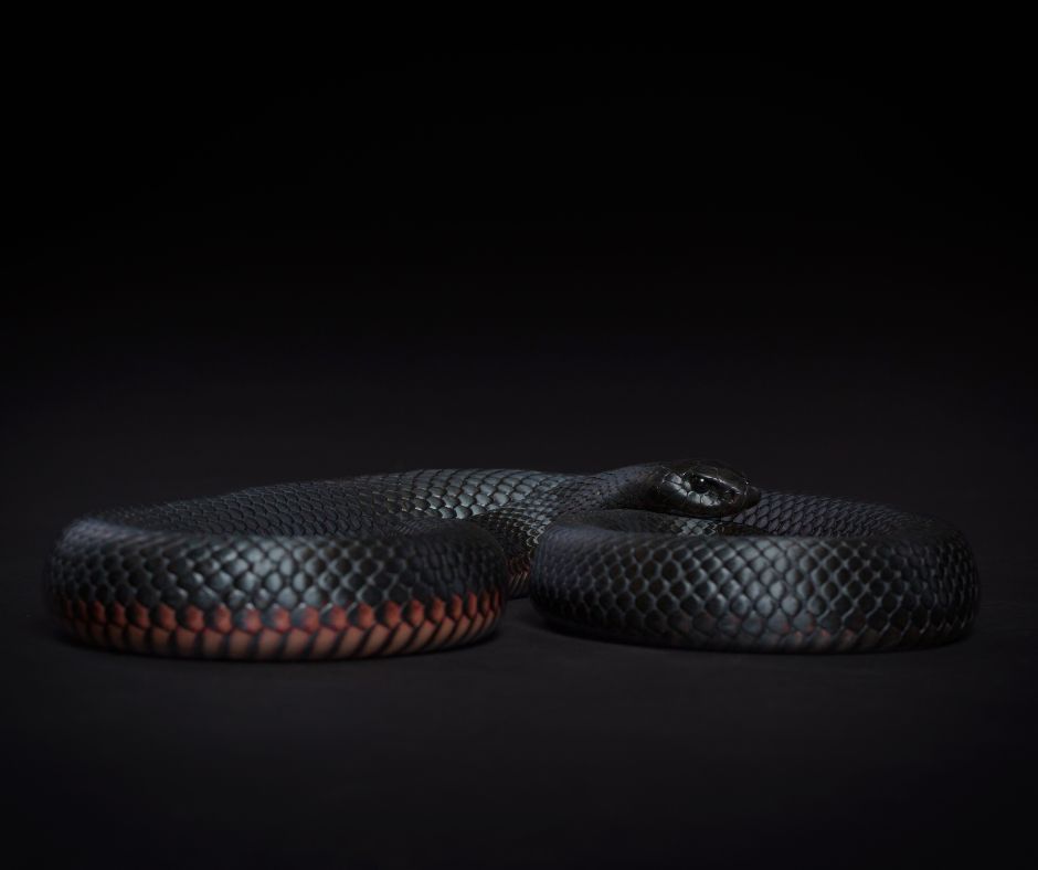 Black Snake Wallpapers