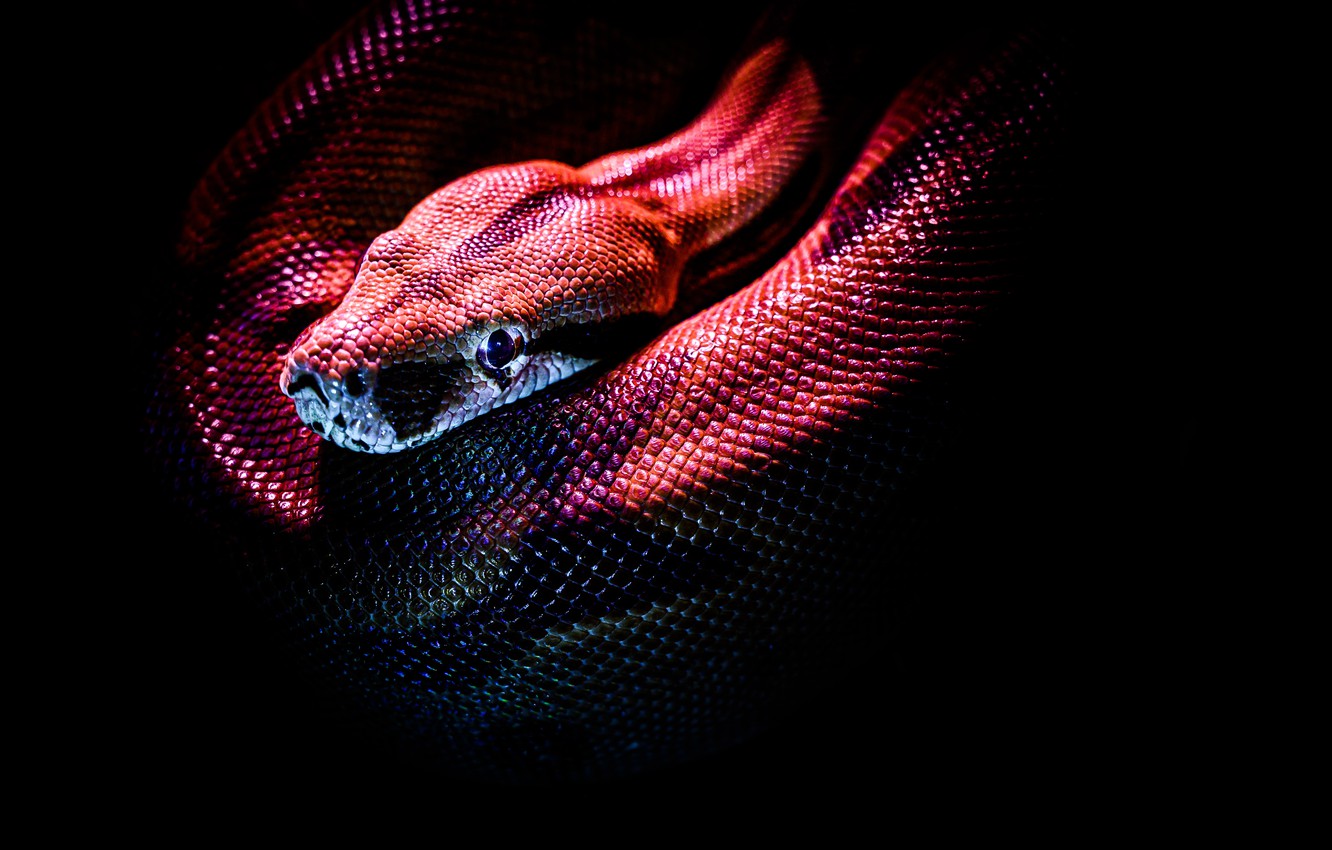 Black Snake Wallpapers