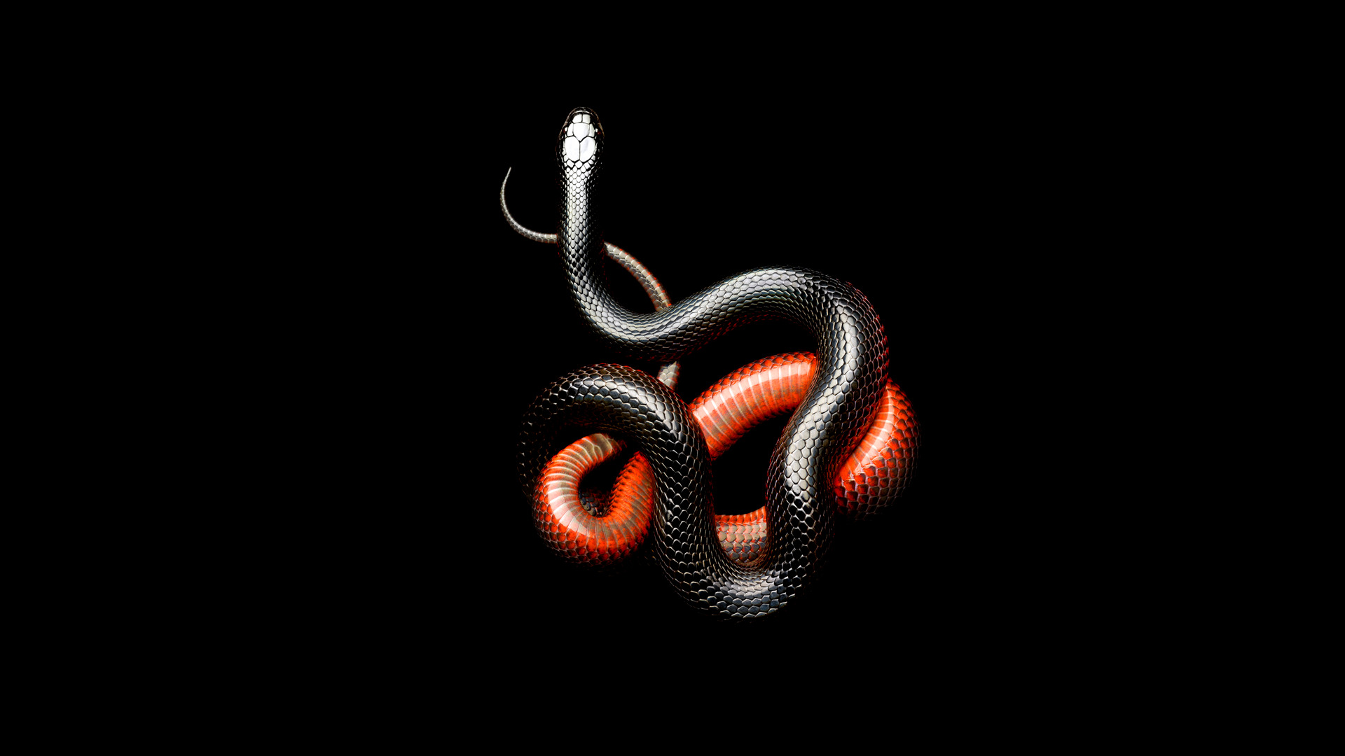 Black Snake Wallpapers