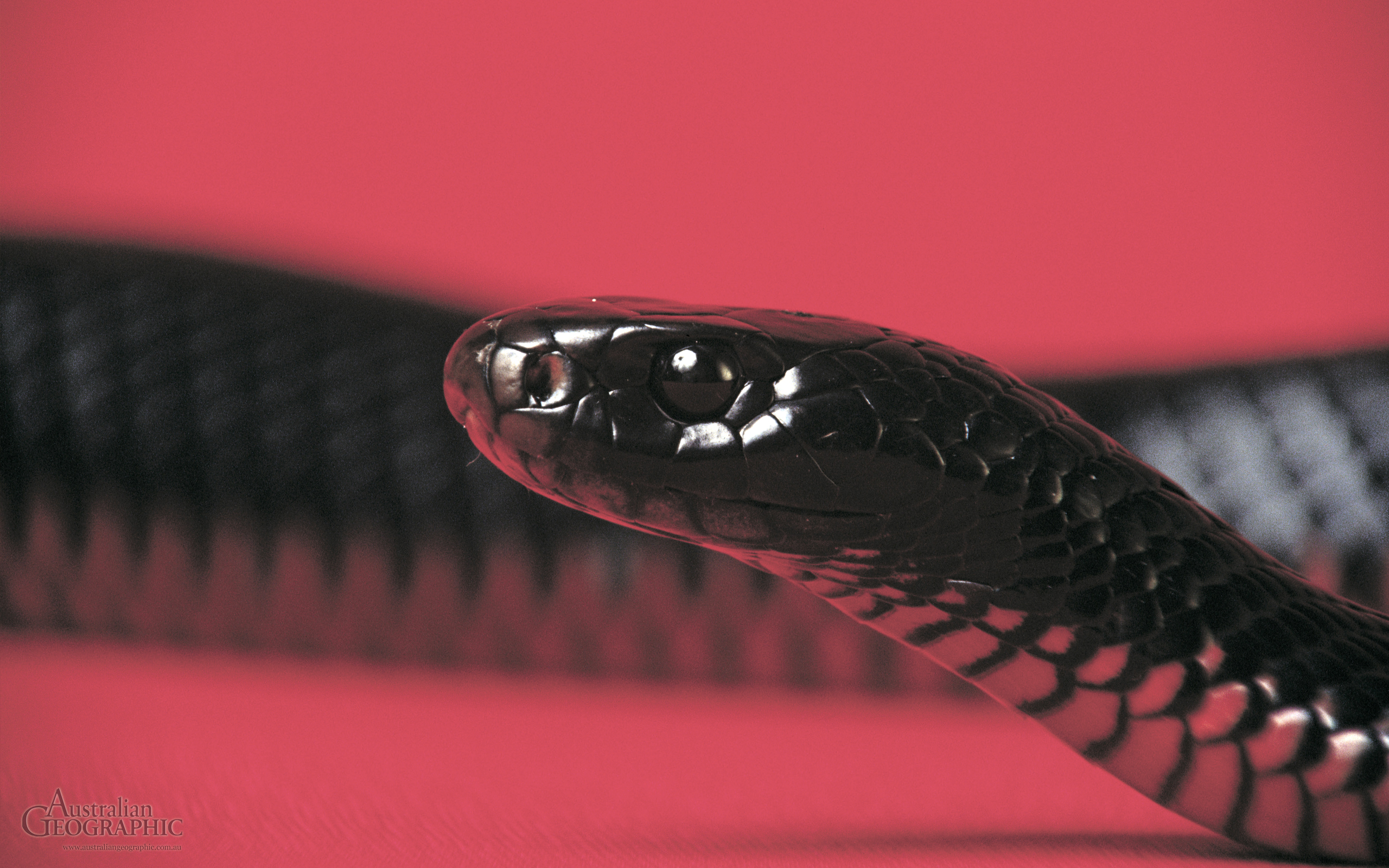 Black Snake Wallpapers