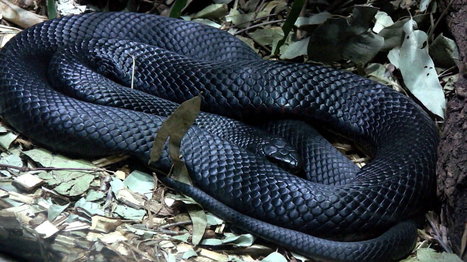 Black Snake Wallpapers