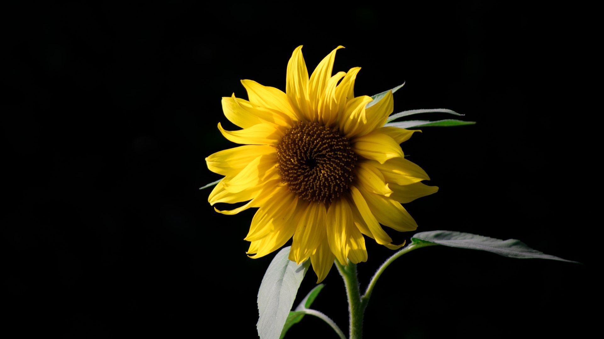 Black Sunflower Wallpapers