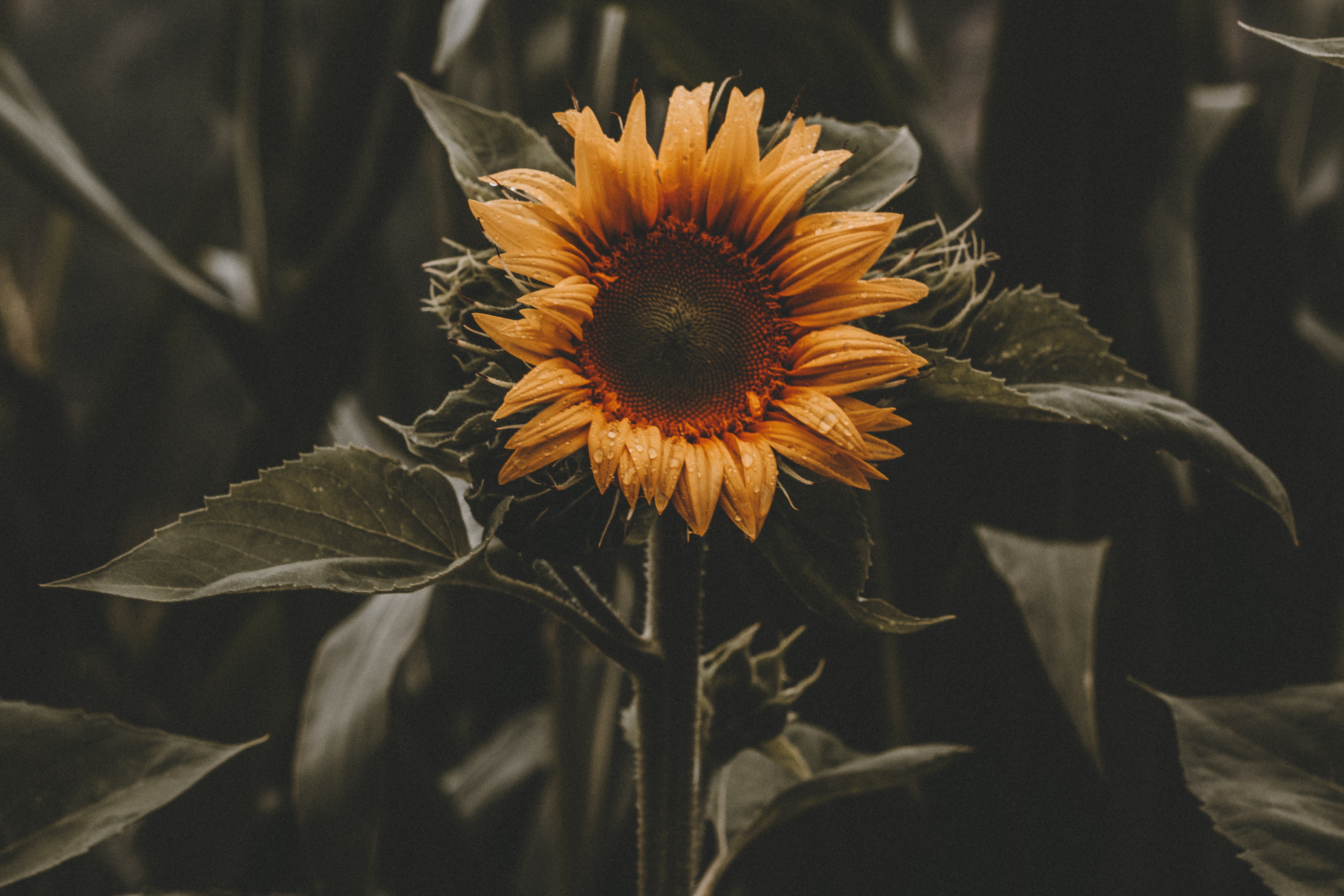 Black Sunflower Wallpapers