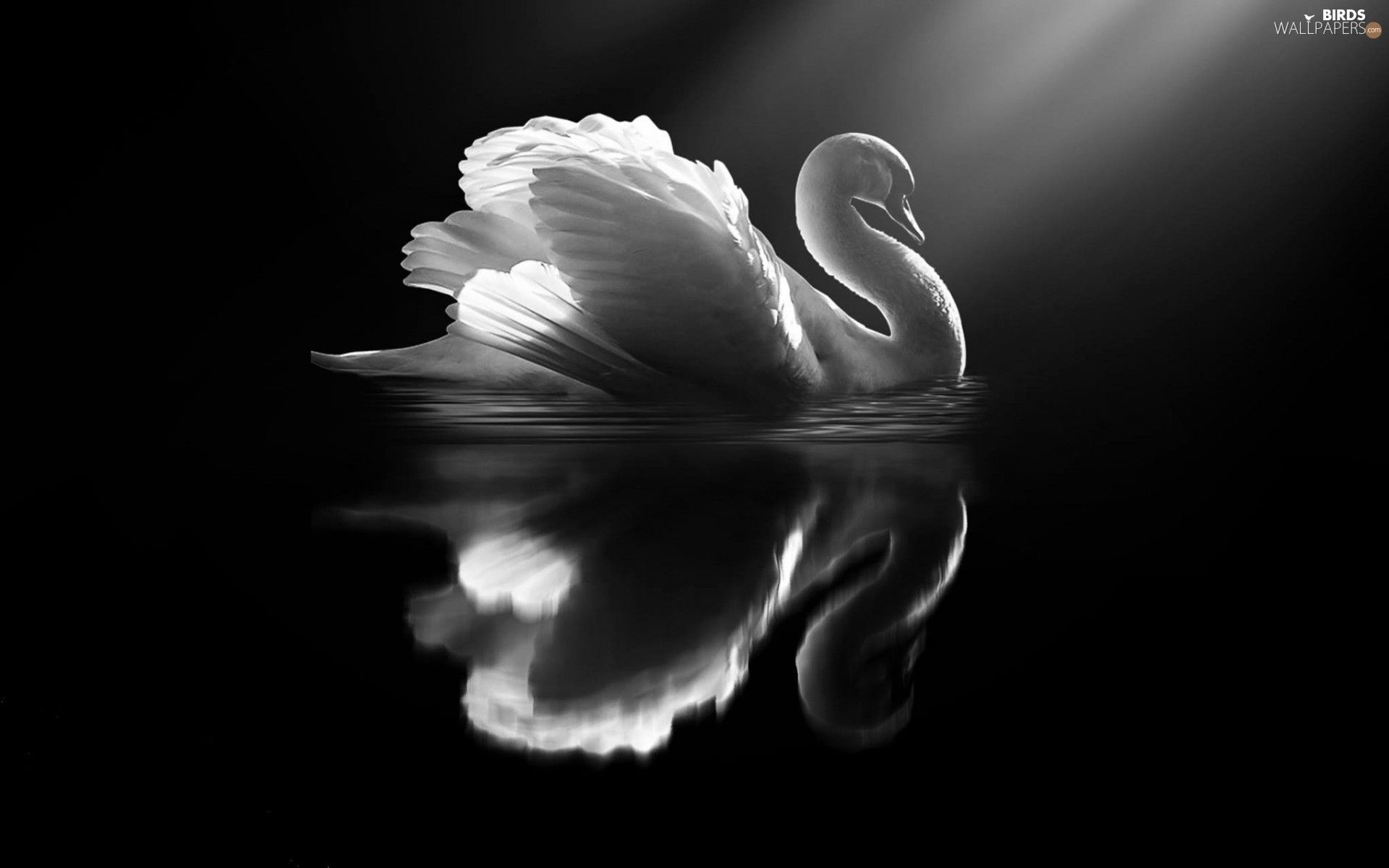 Black Swan Wallpapers