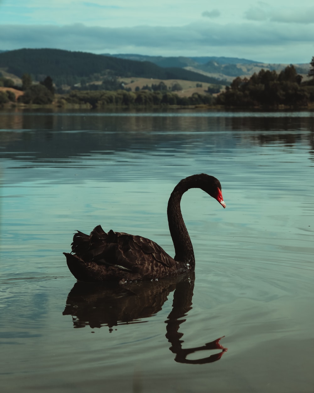 Black Swan Wallpapers