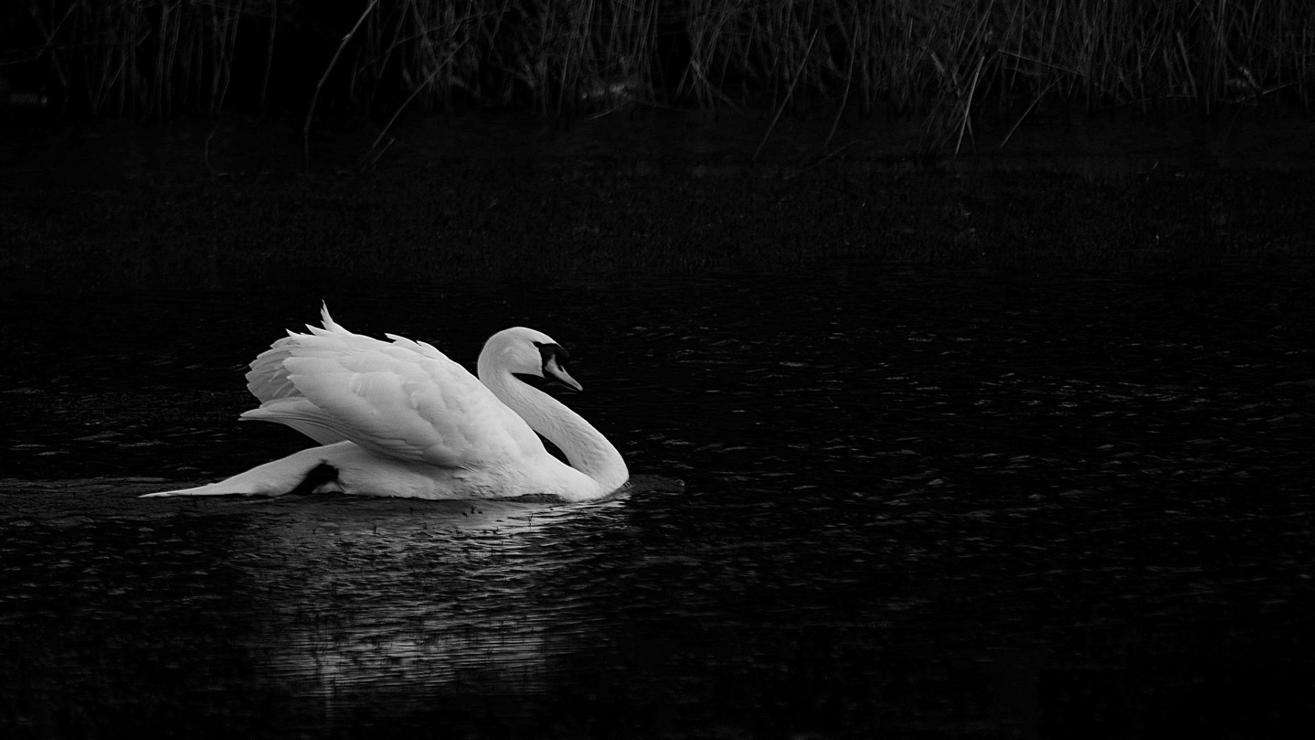 Black Swan Wallpapers