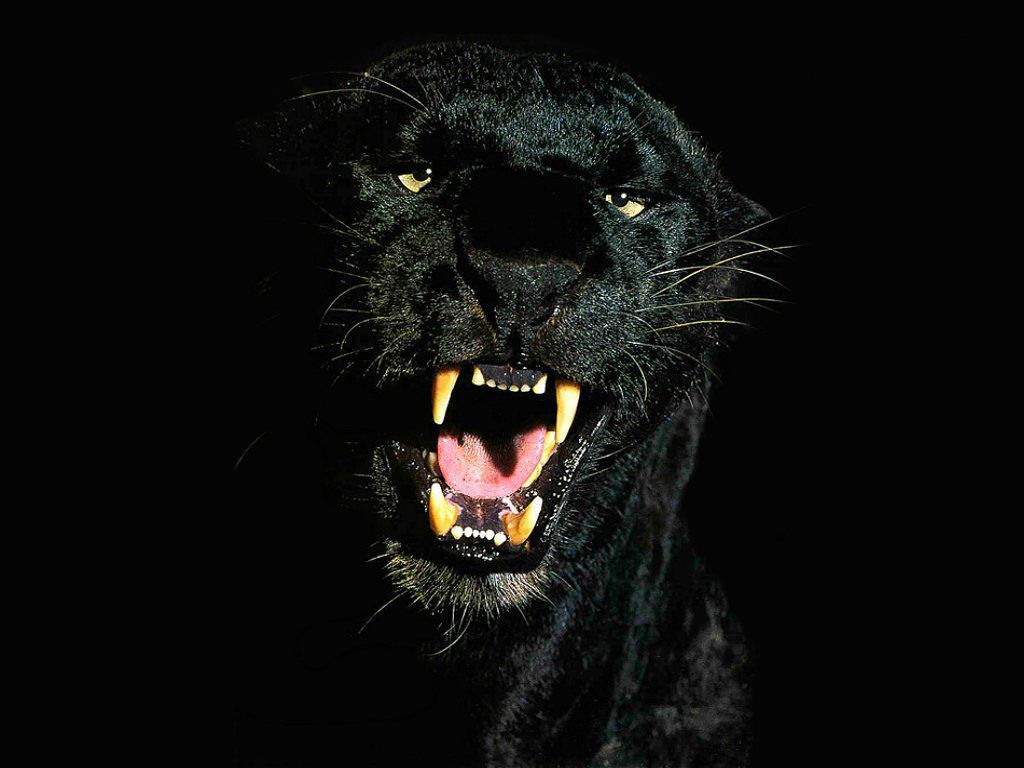 Black Tiger Hd Wallpapers