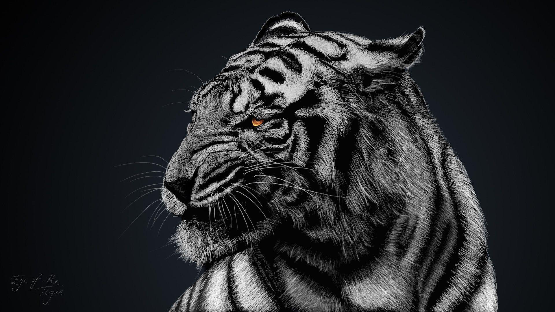 Black Tiger Hd Wallpapers