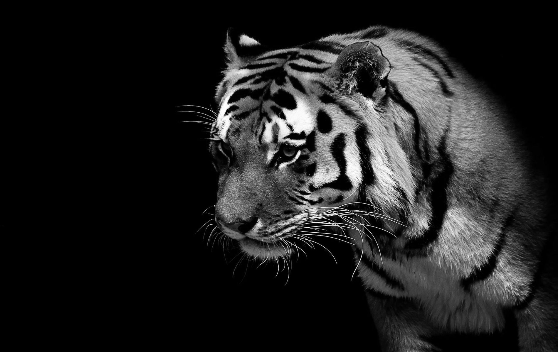 Black Tiger Hd Wallpapers