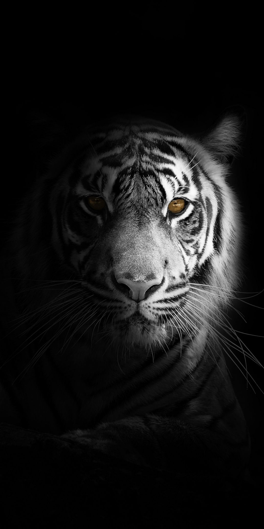 Black Tiger Hd Wallpapers