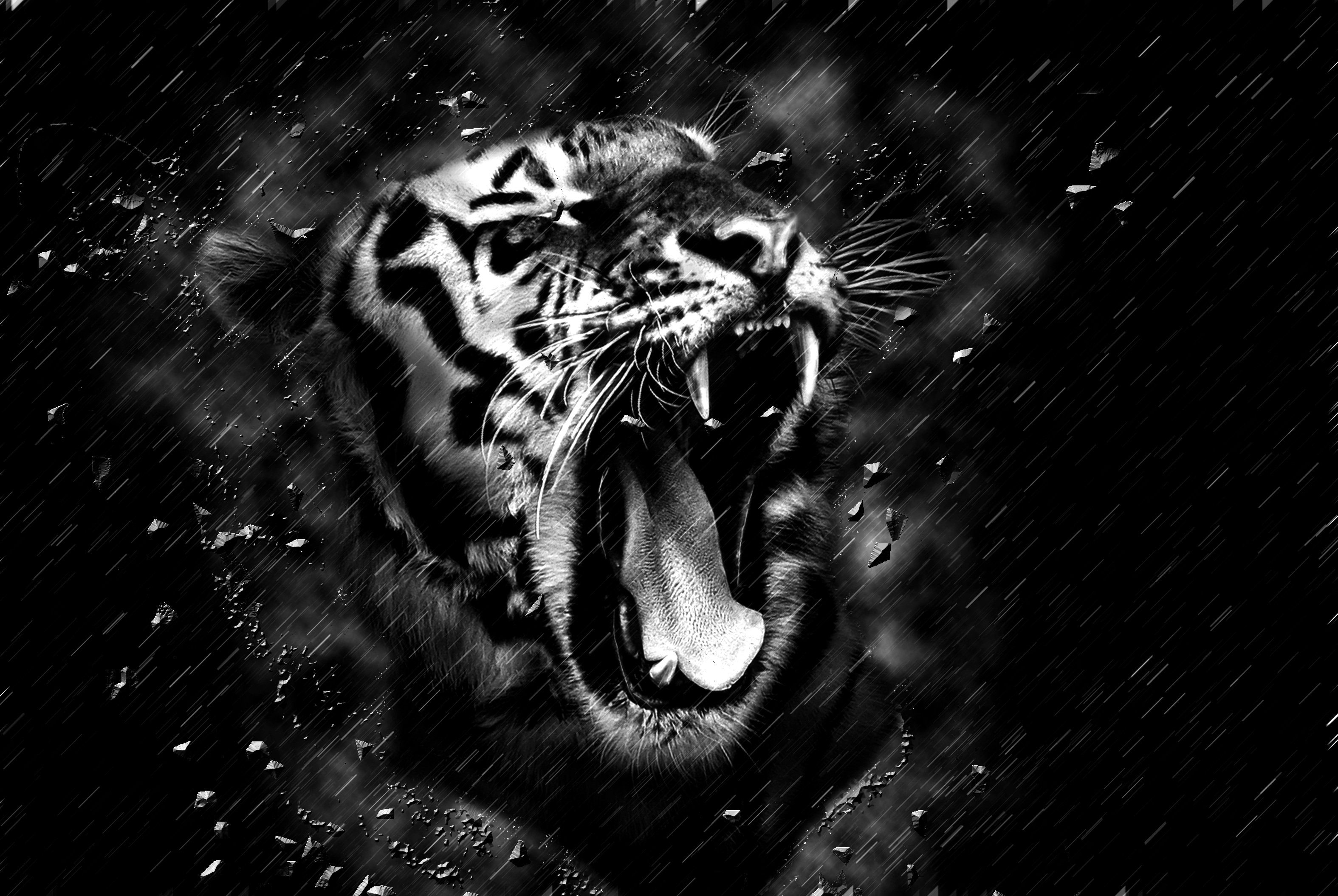 Black Tiger Hd Wallpapers