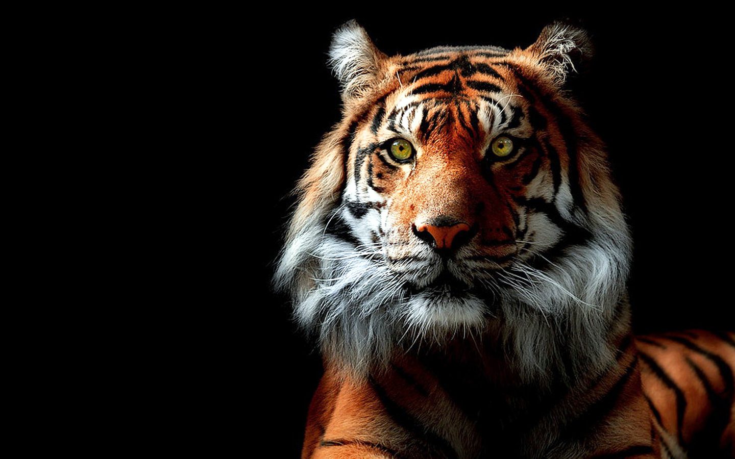 Black Tiger Hd Wallpapers