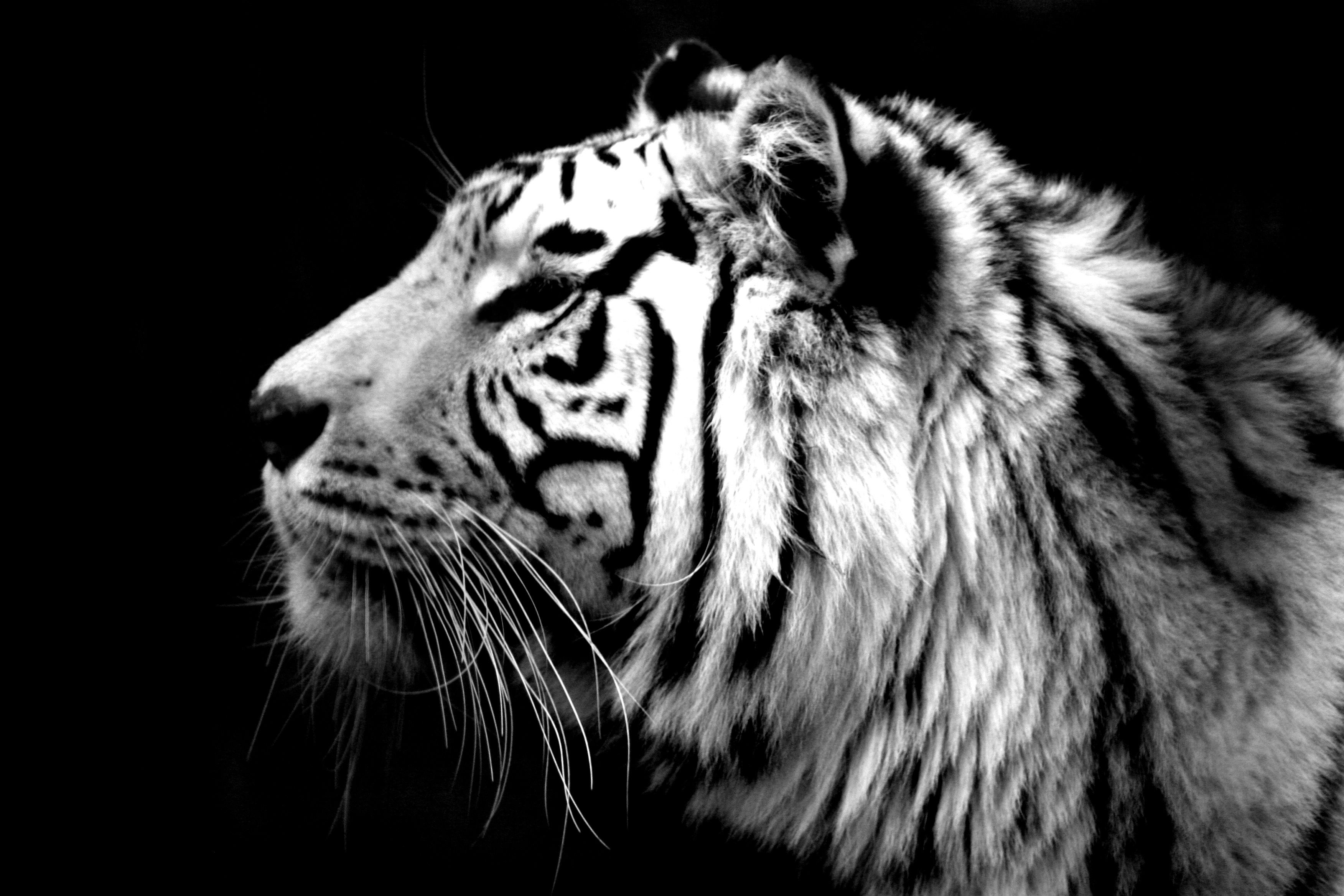 Black Tiger Hd Wallpapers