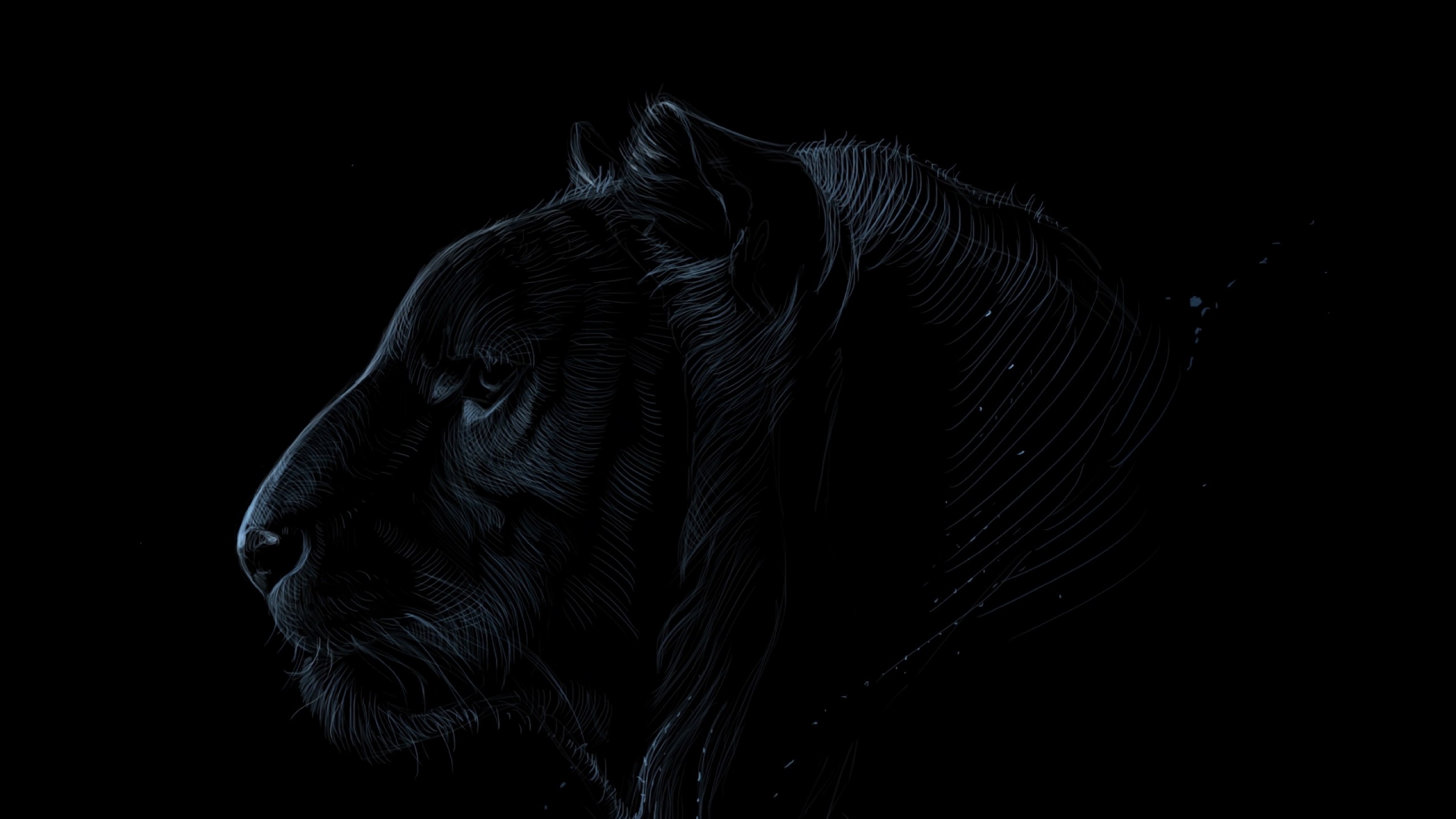 Black Tiger Hd Wallpapers