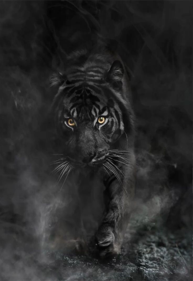 Black Tiger Wallpapers