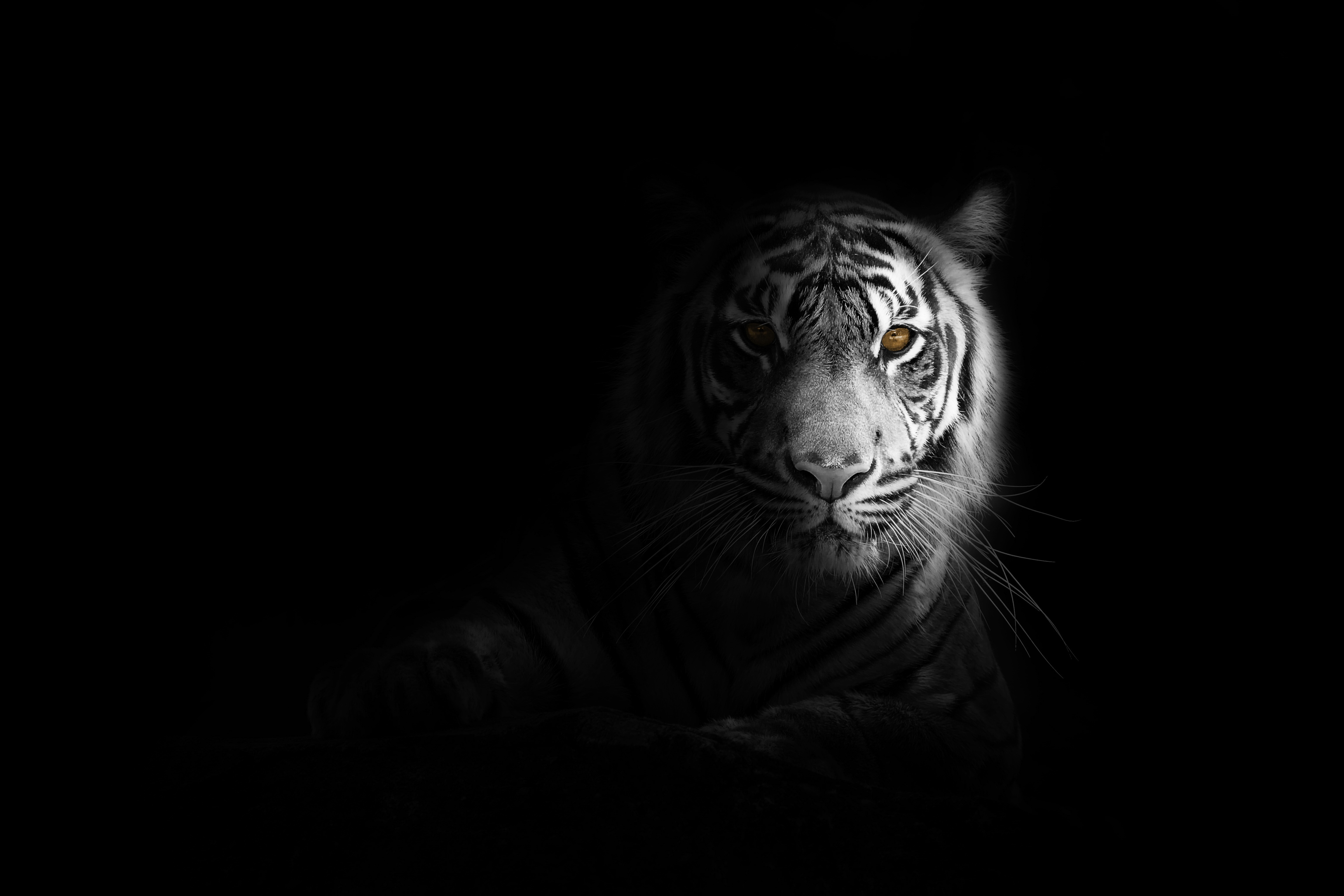 Black Tiger Wallpapers