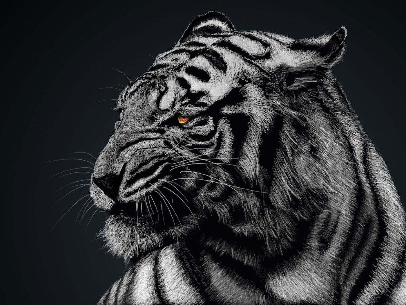 Black Tiger Wallpapers