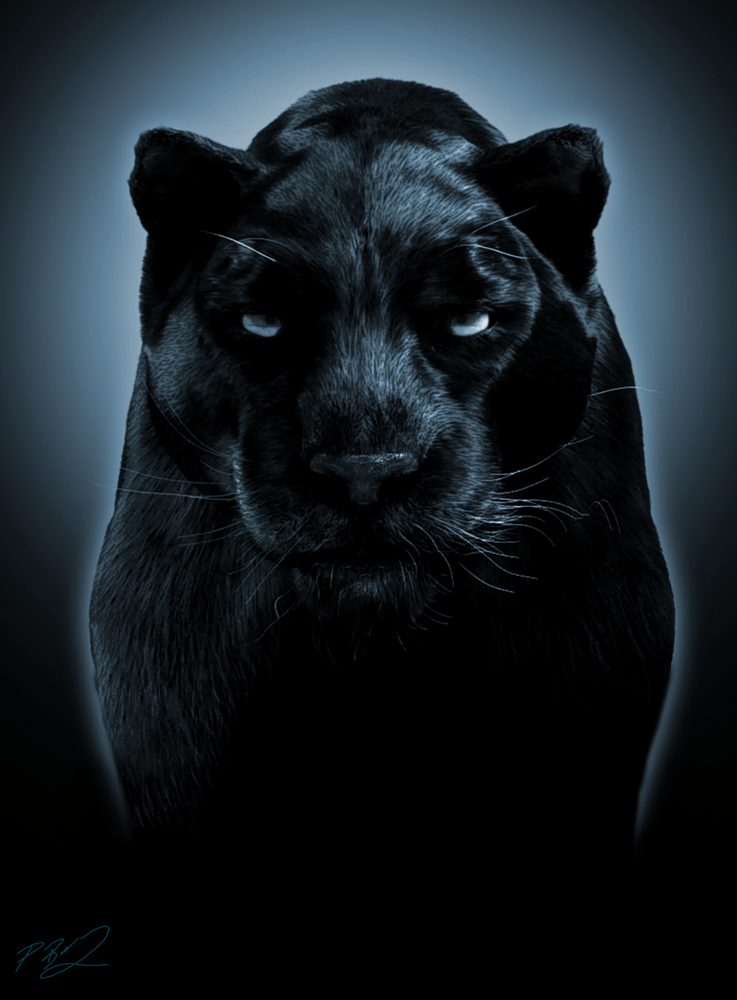 Black Tiger Wallpapers