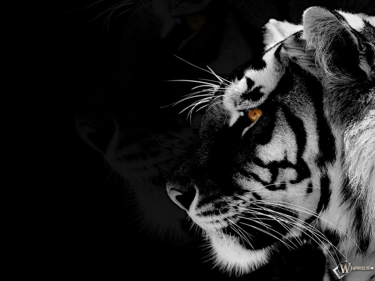 Black Tiger Wallpapers