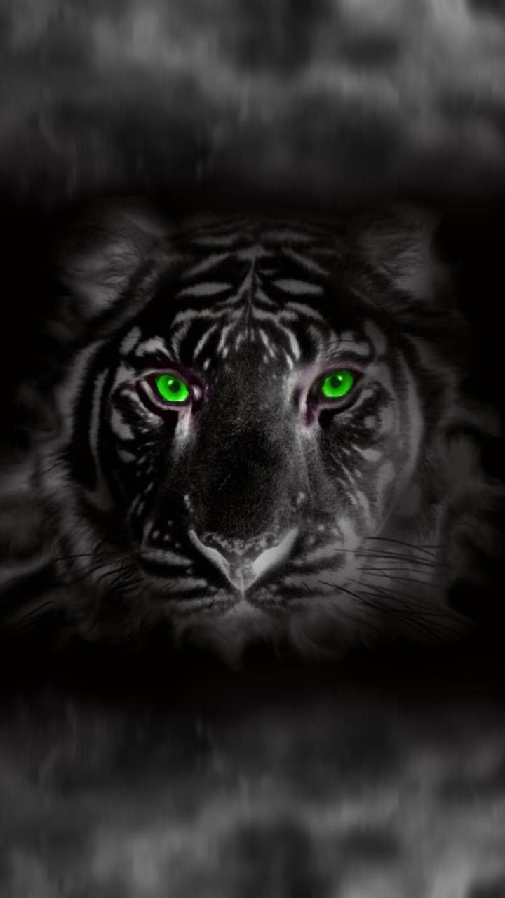 Black Tiger Wallpapers