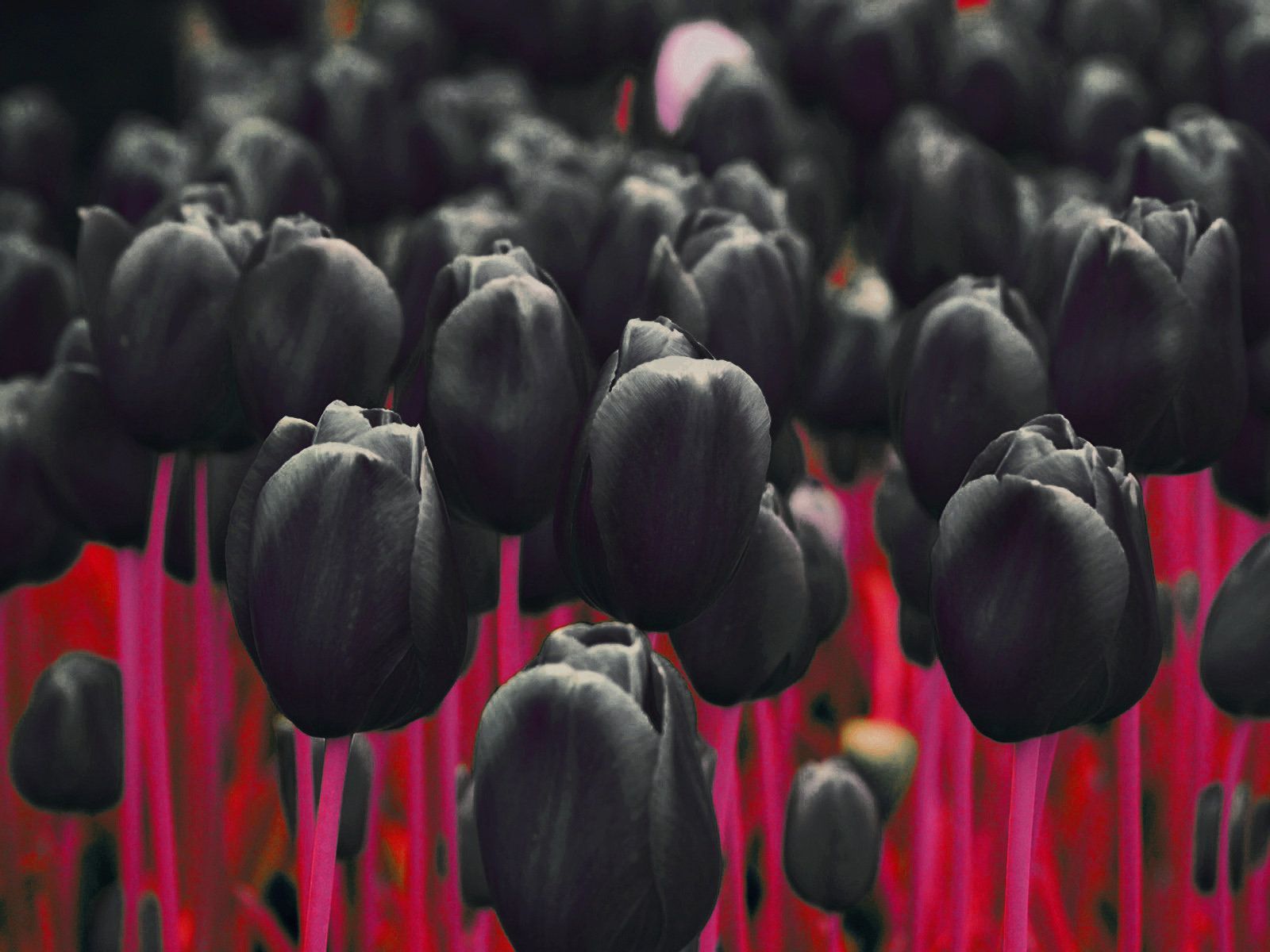 Black Tulip Wallpapers