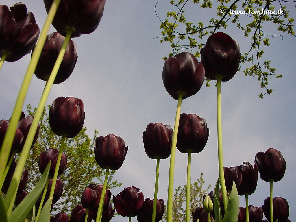 Black Tulip Wallpapers