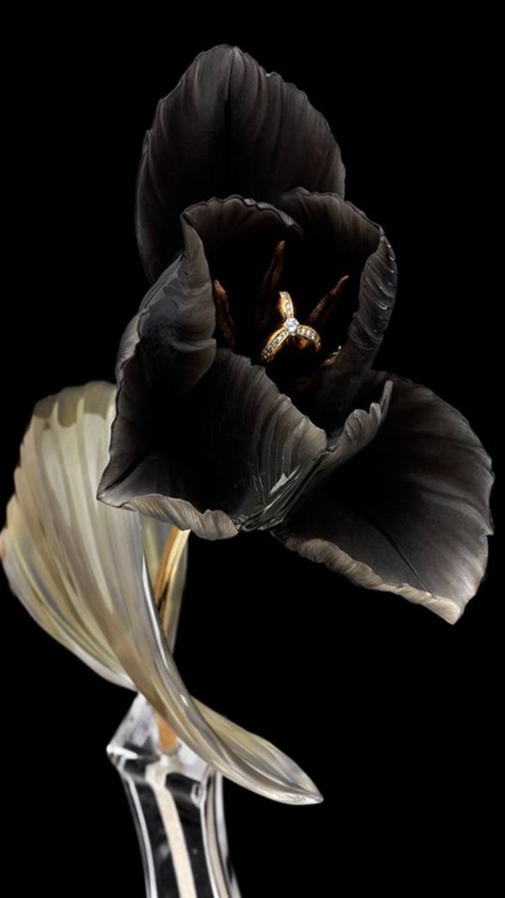 Black Tulip Wallpapers