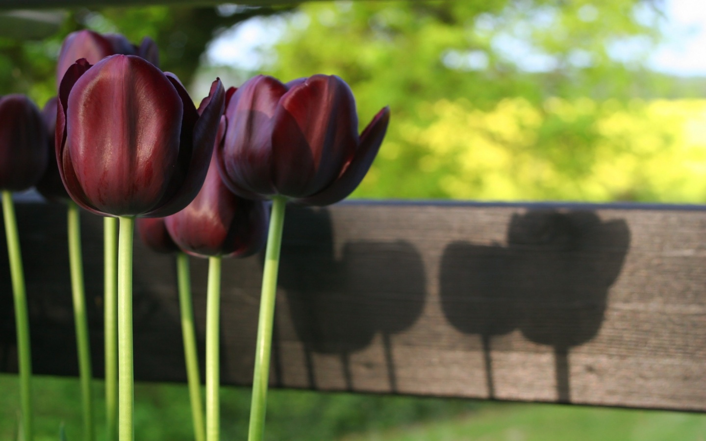 Black Tulip Wallpapers