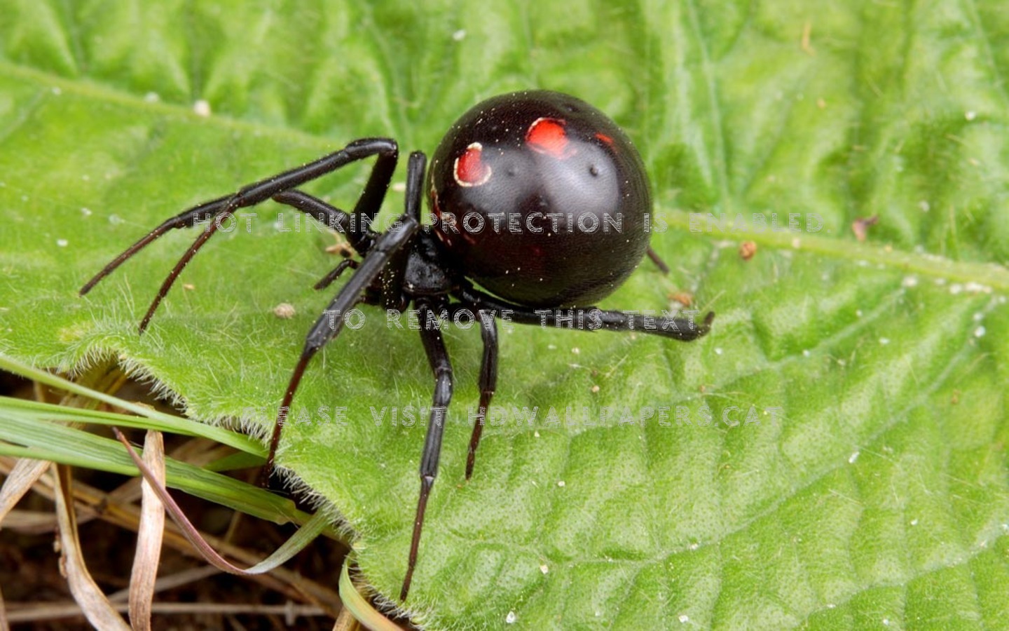 Black Widow Spider Wallpapers