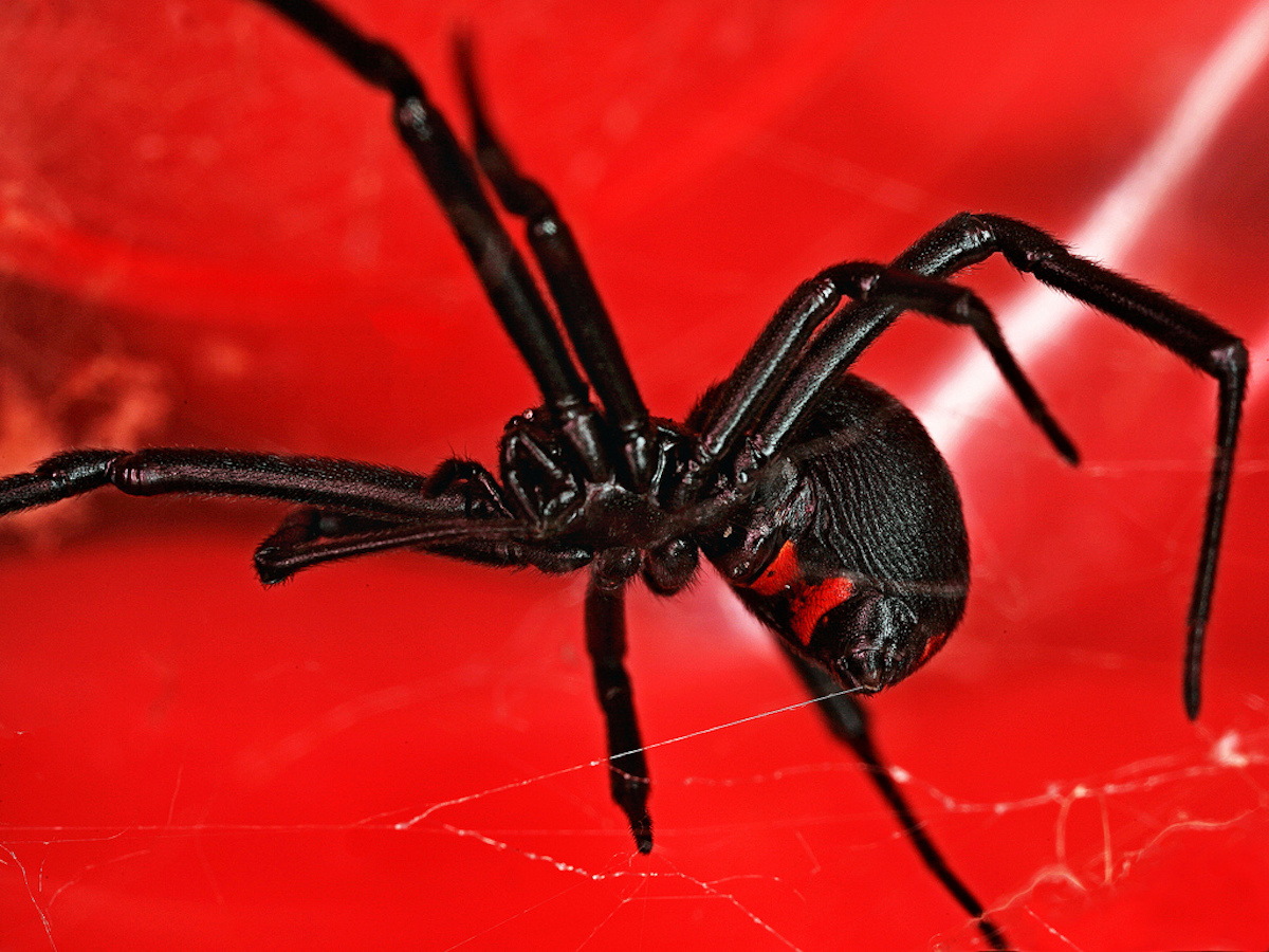 Black Widow Spider Wallpapers