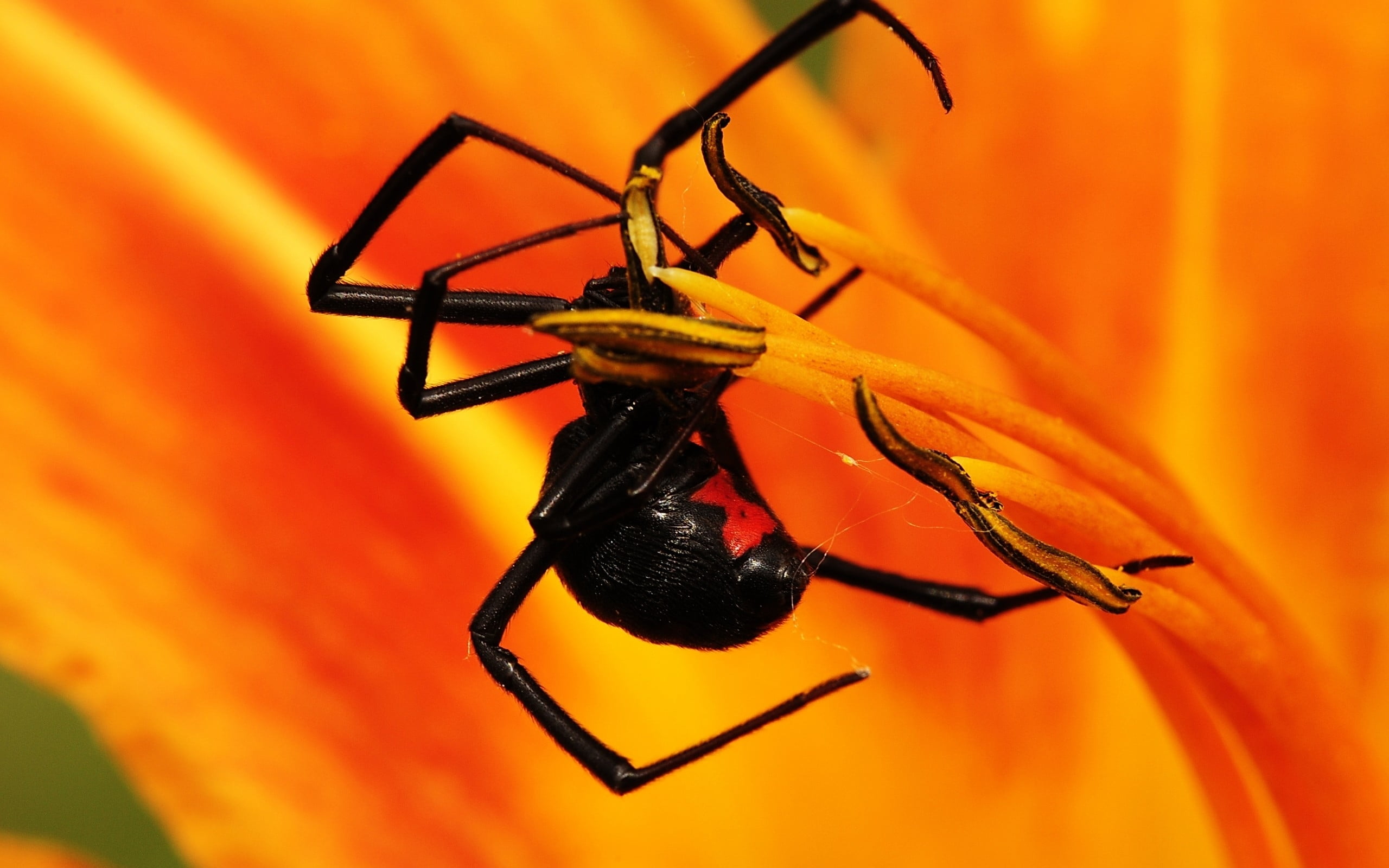 Black Widow Spider Wallpapers