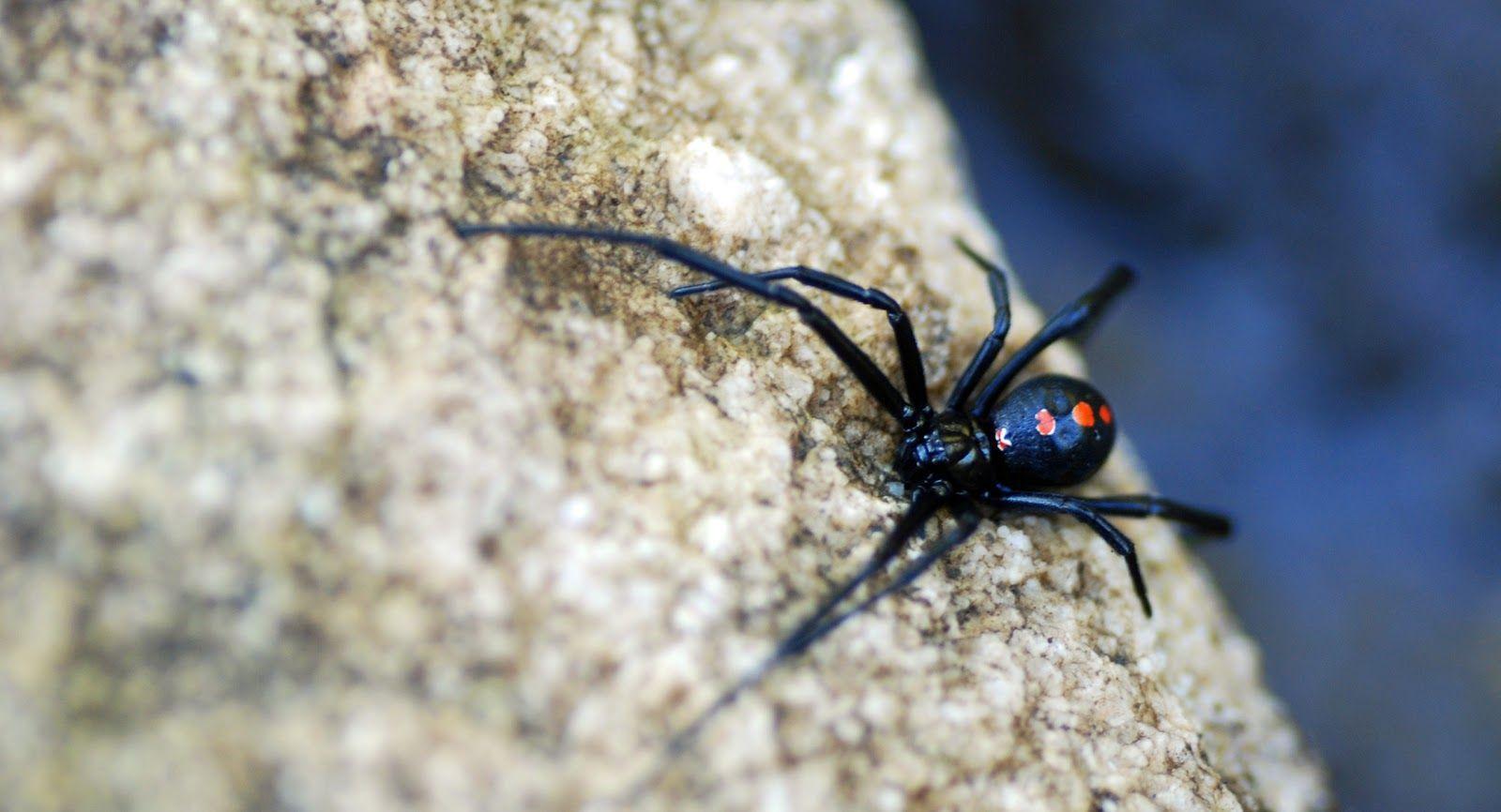 Black Widow Spider Wallpapers