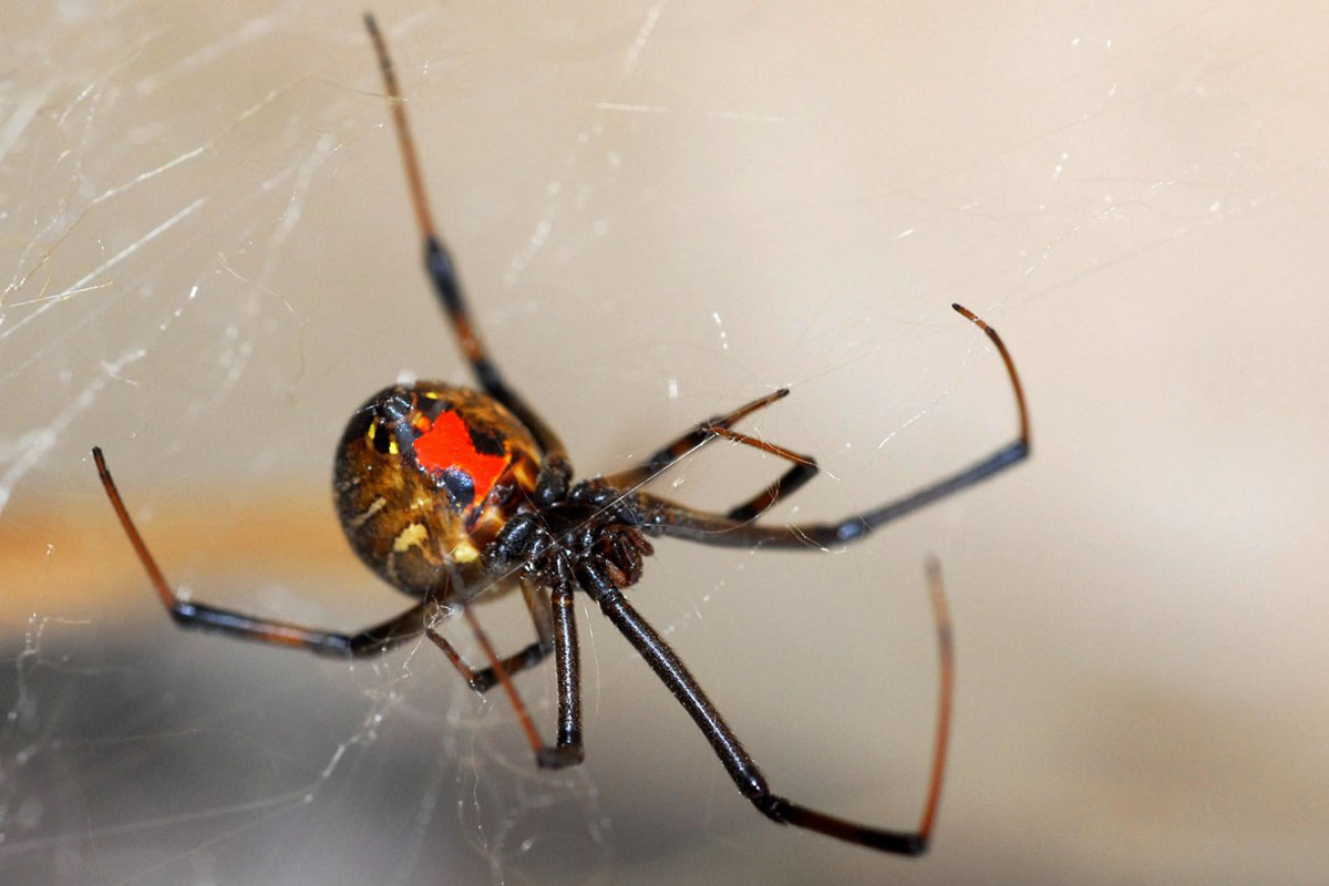 Black Widow Spider Wallpapers