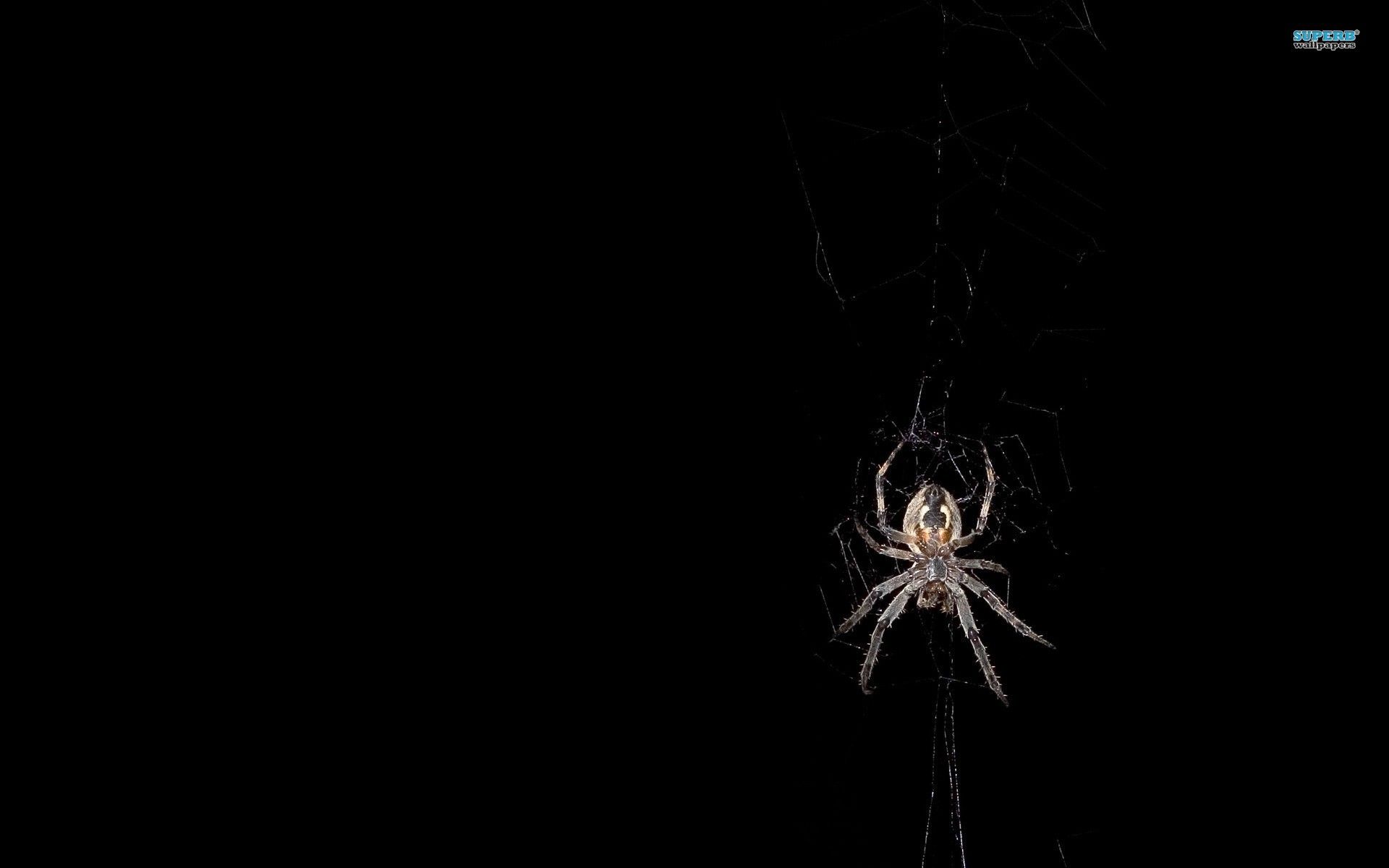 Black Widow Spider Wallpapers