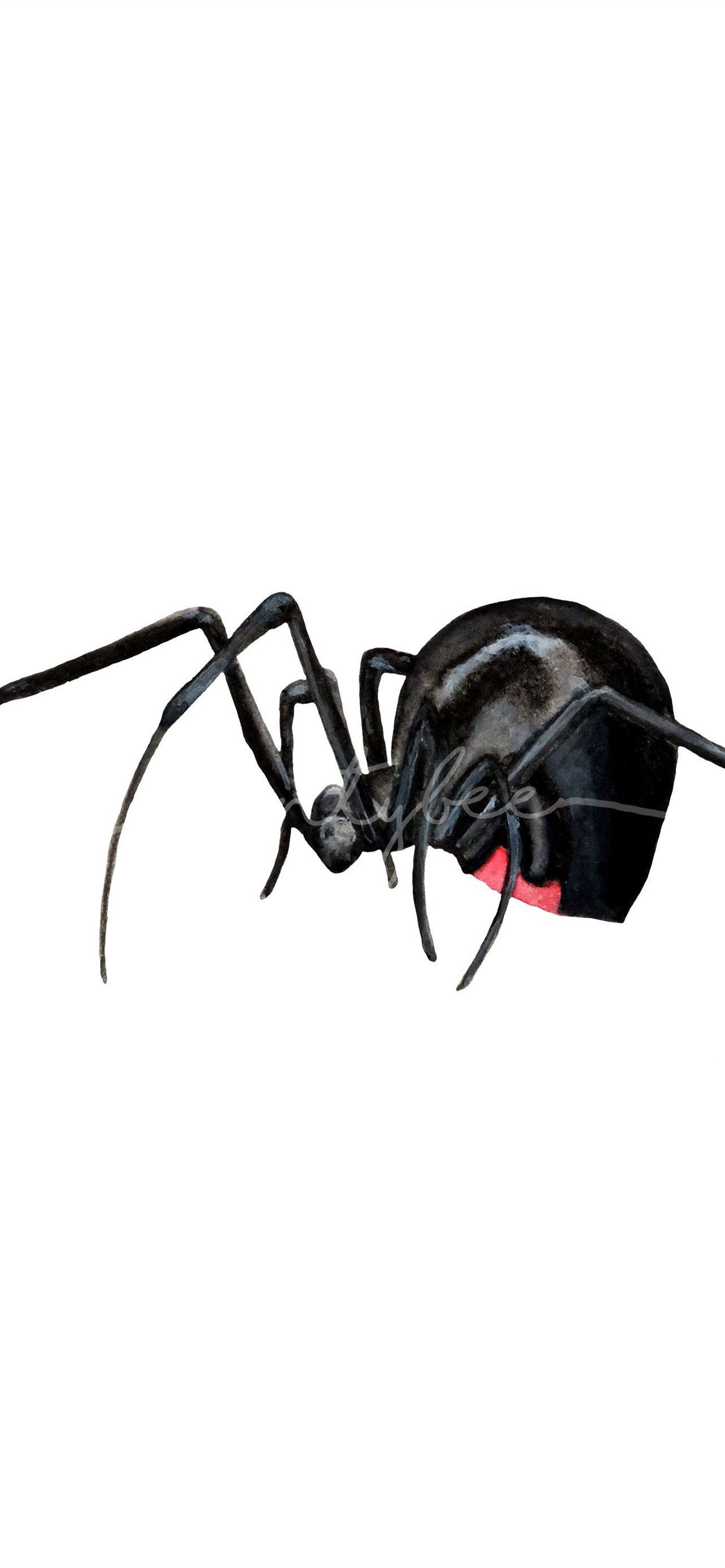 Black Widow Spiders Wallpapers