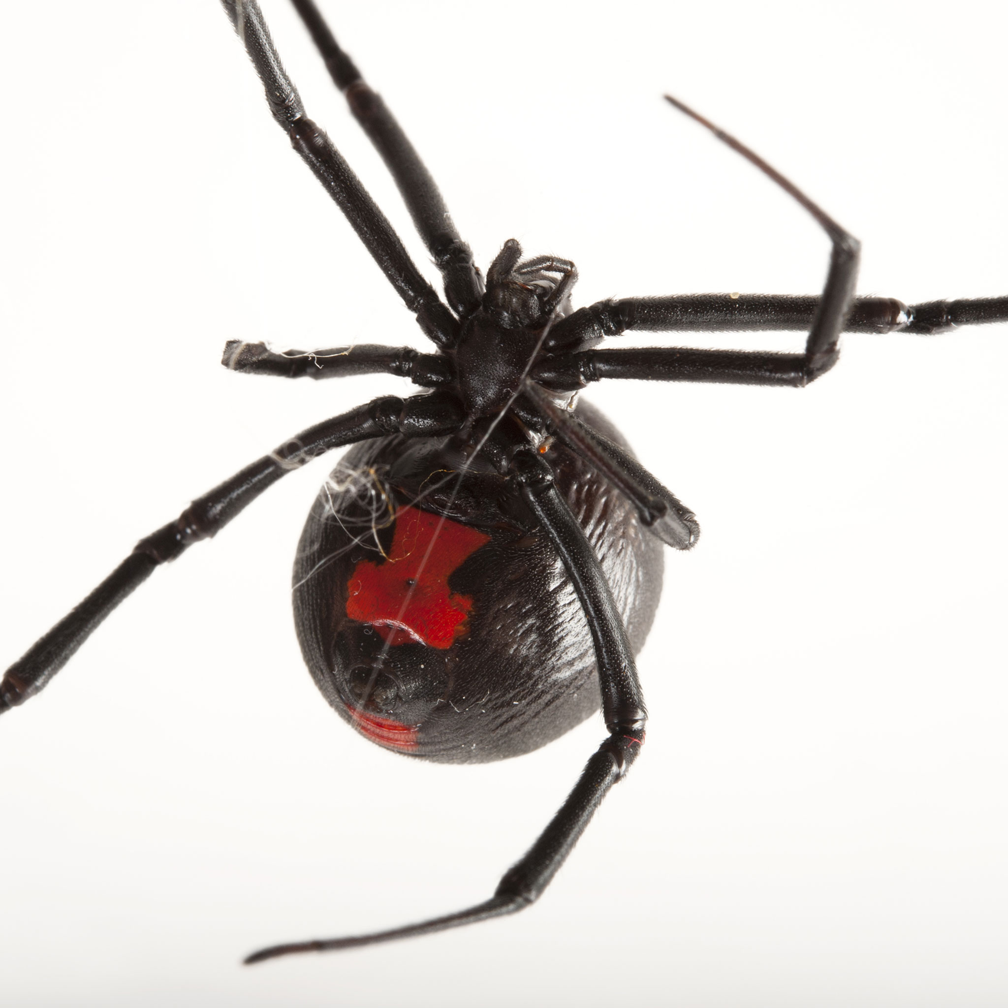 Black Widow Spiders Wallpapers