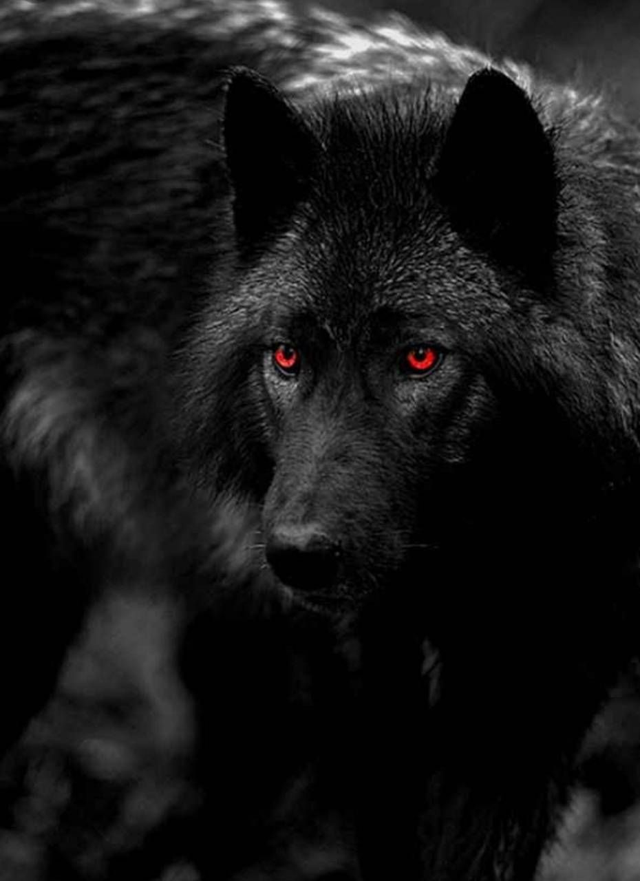 Black Wolf Red Eyes Wallpapers