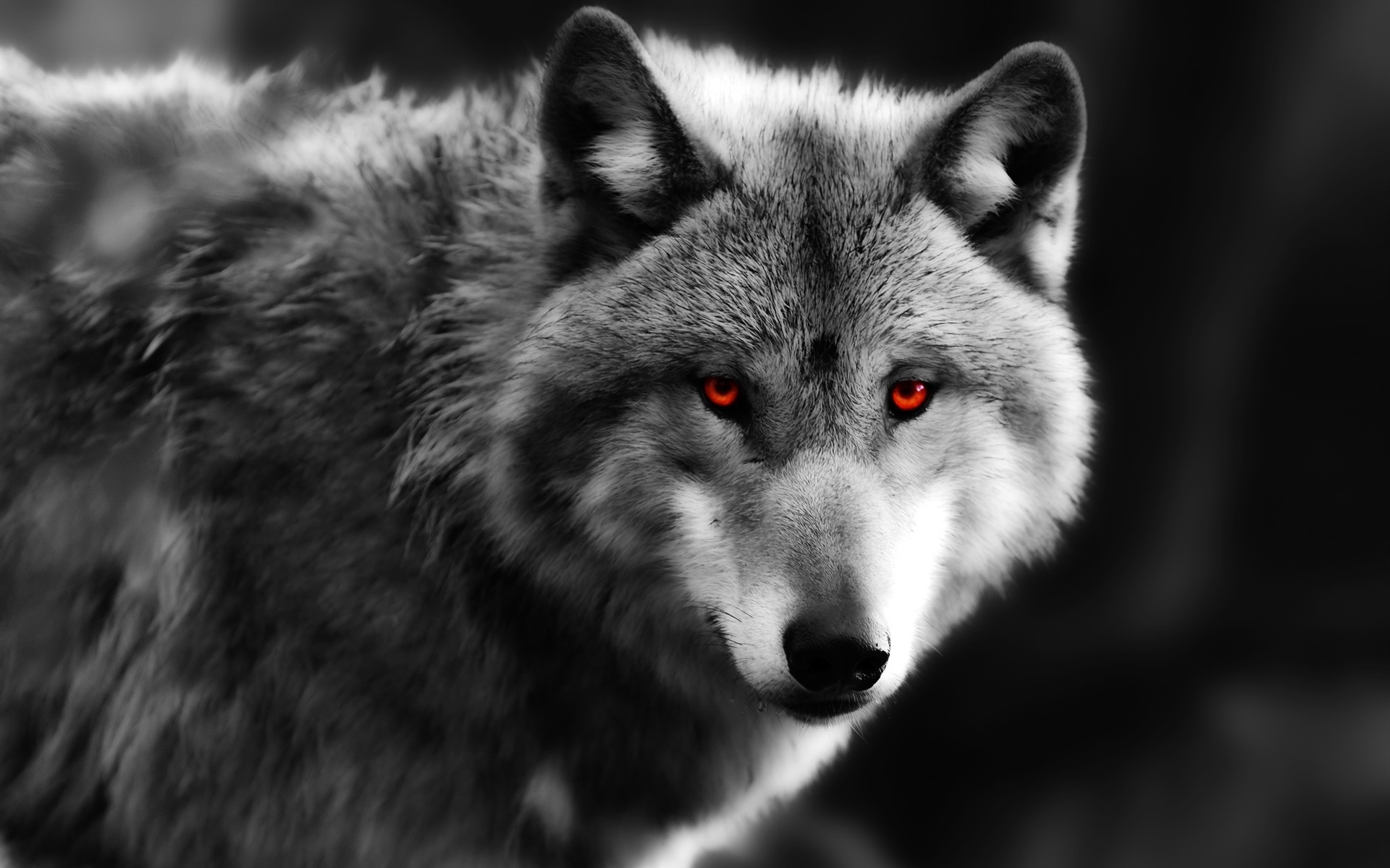 Black Wolf Red Eyes Wallpapers