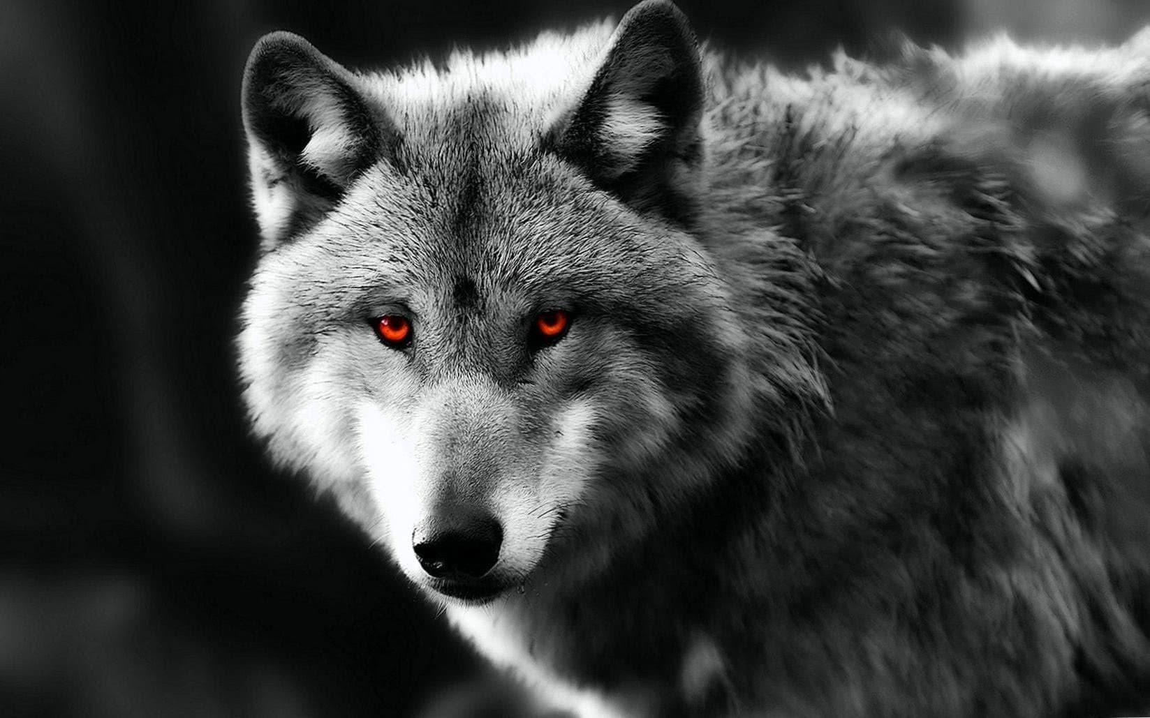 Black Wolf Red Eyes Wallpapers