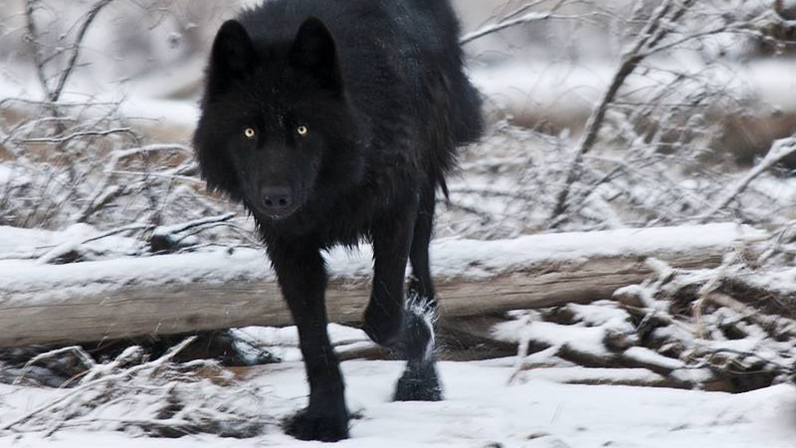 Black Wolf Red Eyes Wallpapers