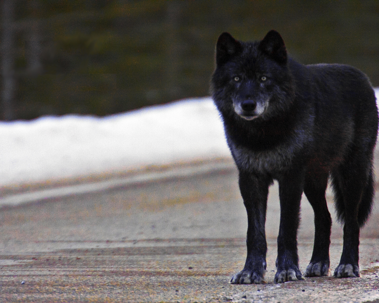 Black Wolf Red Eyes Wallpapers