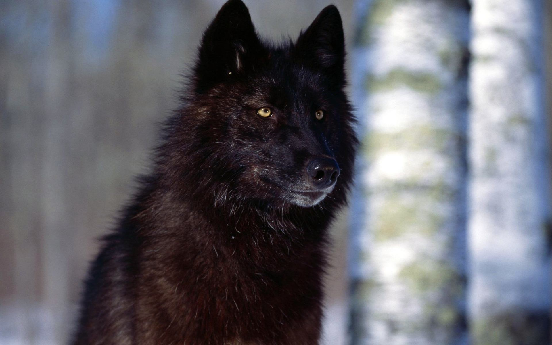 Black Wolf Red Eyes Wallpapers