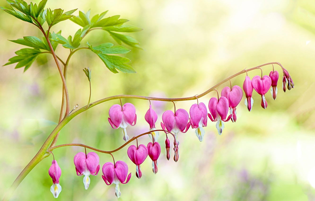 Bleeding Heart Wallpapers