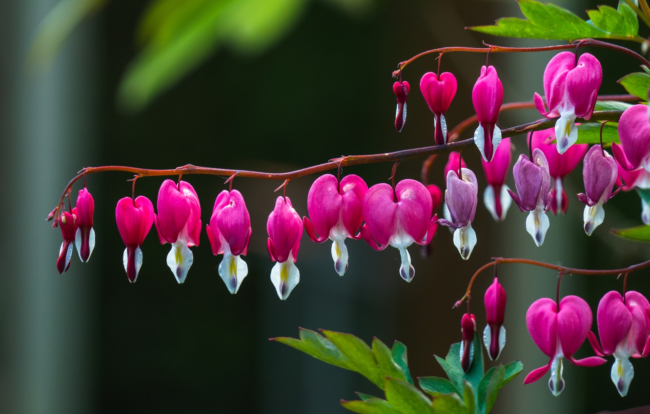 Bleeding Heart Wallpapers